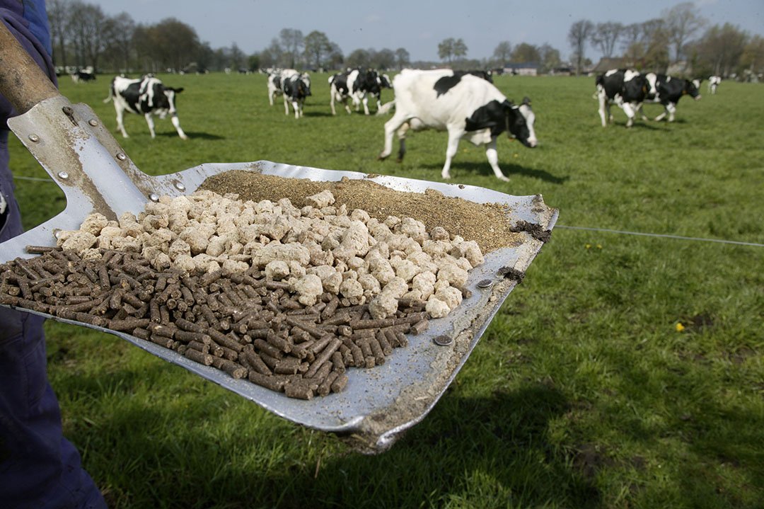 Cattle feed